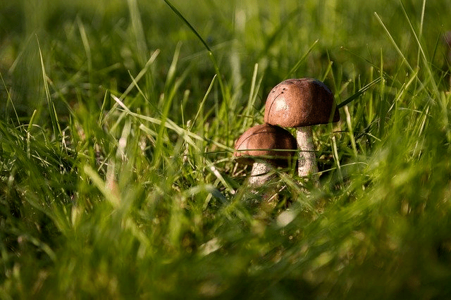 Kiedy i gdzie szukać grzybów